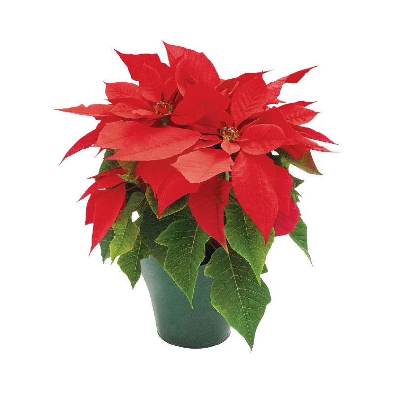 Red Poinsettia