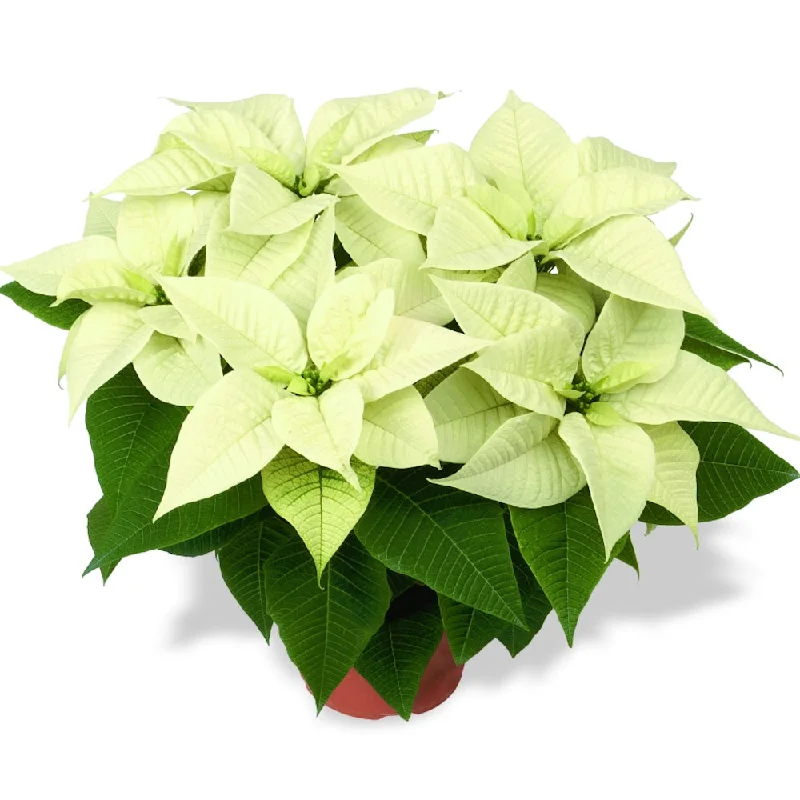 White Poinsettia