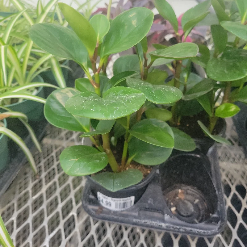 4" Tropical - Peperomia Obtusfolia 'Baby Rubber Plant'