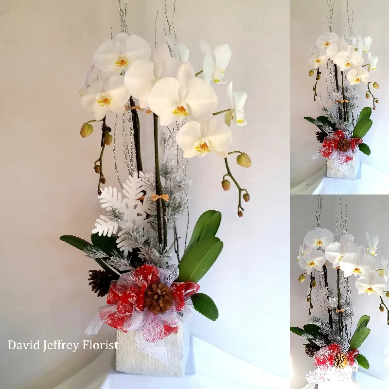 David Jeffrey's Christmas Orchids